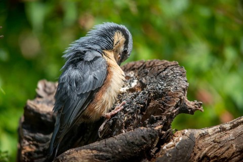 Nuthatch, Sitta Europaea, Birds, Plumage Care, Adolescent, Juvenile, Passeri, Preening, Songbirds,
