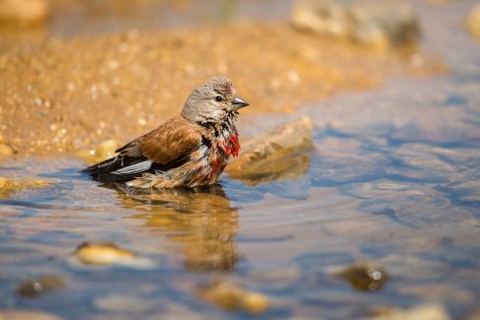 Acanthis cannabina, bloodtail, linaria cannabina, linnet, bath, bird bath, birds, hanfling, male,