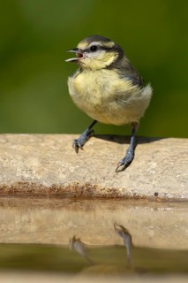 Blue tit (Cyanistes caeruleus) adult garden bird on a water bird bath, England, United Kingdom