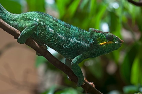 Panther chameleon, terrarium at Nuremberg Zoo, Nuremberg, Middle Franconia, Bavaria, Germany. PR