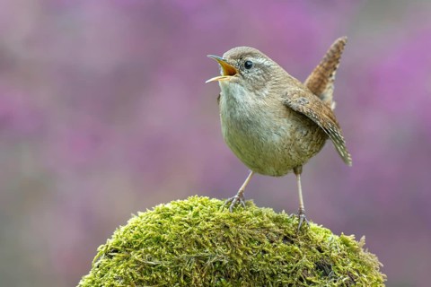 Wren (Troglodytes troglodytes), perched on a moss-covered root, Schwaz, Tyrol, Austria