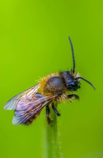 Apidae, bees, horned mason bee, hymenoptera, mason bee, osmia cornuta, high size, portrait format,