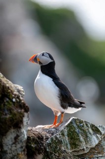Atlantic puffin, Fratercula arctica, Norway, puffins, puffins, varanger, alcidae, alcidae,