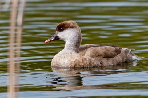 Common duck, netta rufina, red-crested pochard, anatidae, birds, ducks, ducks, ducks, female,