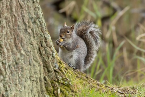Grey squirrel (Sciurus carolinensis) adult animal eating a nut on a tree trunk, England, United