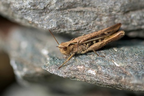 Acrididae, brown grasshopper, caelifera, chorthippus brunneus, field locusts, gomphocerinae,