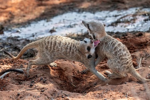 Fighting meerkats (Suricatta suricata), Kgalagadi Transfrontier Park, Northern Cape, South Africa