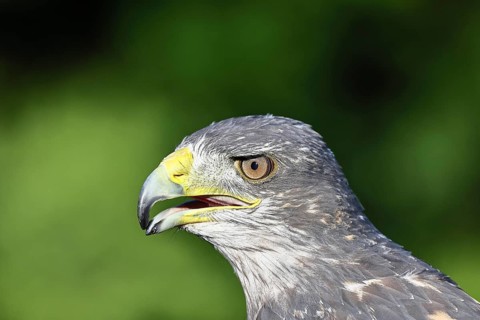 Andean buzzard or blue buzzard (Geranoaetus melanoleucus), animal portrait, head portrait, captive,