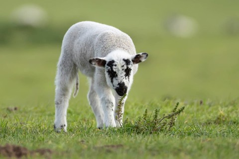 Domestic sheep (Ovis aries) juvenile baby lamb farm animal in a grass field in spring, England,