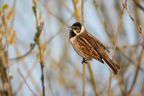 Emberiza Schoeniclus, Reed Bunting, Rohrrammer, Birds, Song, Male, Passeri, Singing, Songbirds,