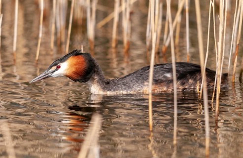 Great crested grebes, podiceps cristatus, birds, grebes, podicipedidae, divers, birds, waterbirds,