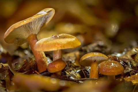 Birch milkcap, flutter milkling, lactarius tabidus, lactarius theiogalus, mild sulfur milkling,