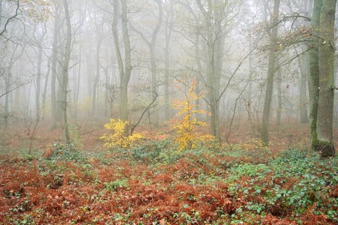 Deciduous forest with European beech (Fagus sylvatica) and English oak (Quercus robur) in autumn,