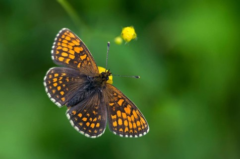 Common butterflies, heath fritillary, melitaea athalia, quail wheat moth, butterfly, insects,