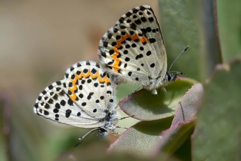 Chequered blue, moth blue, scolitantides orion, butterfly, insects, copula, mating, butterflies,