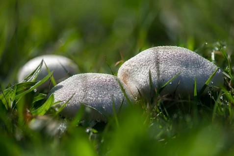 Agaricus campestris, mushroom, field gerling, meadow mushroom, fungi, fungus, meadow mushroom,