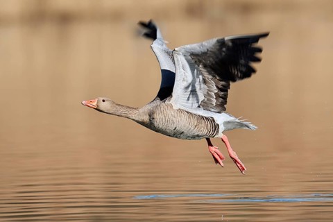 Greylag goose (Anser anser), flying, North Rhine-Westphalia, Germany