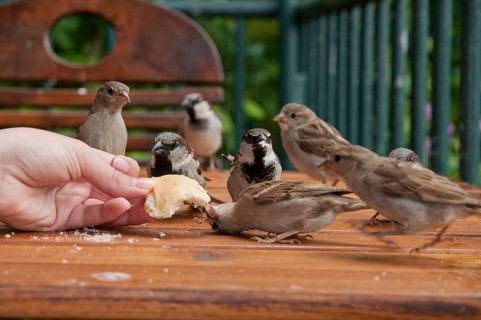 House Sparrow, Passer Domesticus, Sparrow, Birds, Feeding, Passeri, Songbirds, Sparrow, Sparrow,