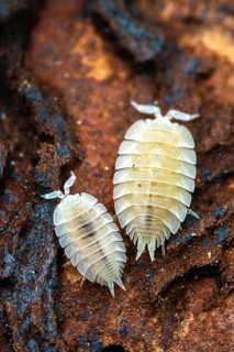 Ant seam, ant woodlouse, woodlice, Platyarthrus Hoffmannseggi, white ant woodlice, high size,