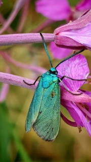 A bright green butterfly, the Statice Green Hairstreak (Adscita statices), is perched on pink