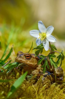 Bufo bufo, common toad, amphibians, amphibians, high size, portrait format, amphibians, amphibians
