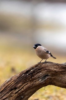 A bird perched on a branch lying on the ground, against a blurred, natural background, a bullfinch