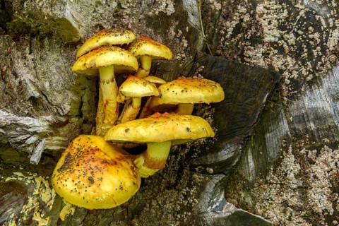 Cured slime, fat pholiota, goldskin cupping, pholiota adiposa, pholiota aurivella, pholiota