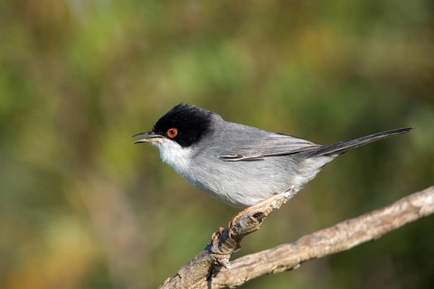 Granelli, Italy, Pantani Cuba and Longarini, velvet warbler, Sardinian warbler, Sylvia