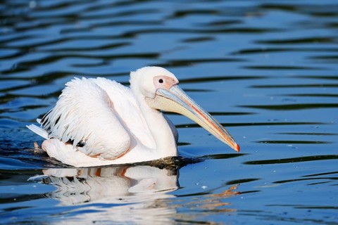 Pink pelican (Pelecanus onocrotalus) swimming, Greece