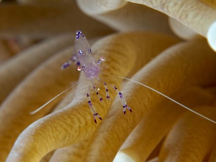 Saravati anemone shrimp (Ancylomenes sarasvati) with purple highlights on the yellowish tentacles