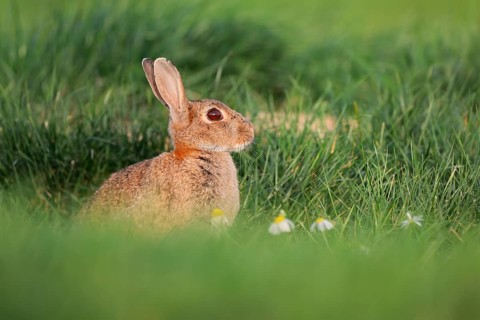 Wild rabbit (Oryctolagus cuniculus), North Rhine-Westphalia, Germany