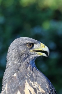 Andean buzzard or blue buzzard (Geranoaetus melanoleucus), animal portrait, head portrait, captive,