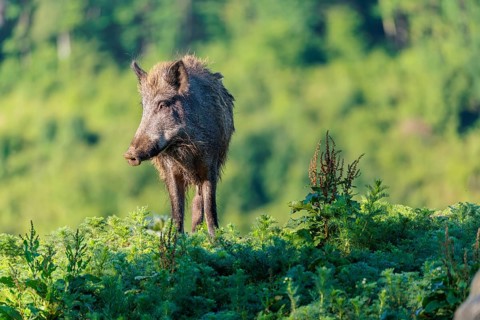 A female wild boar (Sus scrofa) stands on a mound in a green clearing on a sunny morning. Bavaria,