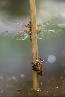 Broad-bodied chaser, libellula depressa, flatbelly, anisoptera, dragonflies, freshly hatched, high