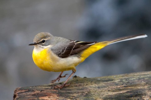 Mountain tail, grey wagtail, motacilla cinerea, birds, female, passeri, songbirds, birds, female