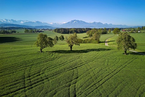 High trunk fruit trees, fields and meadows, in the back the snow-covered Alps with Mount Pilatus,