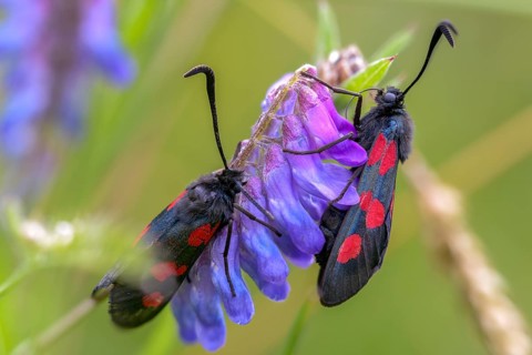 Wetland ram, five-spot burnet, clover ram, marsh horn clover ram, zygaena trifolii, blood droplets,