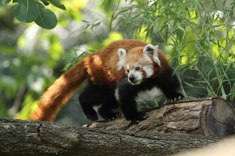 A red panda on a tree trunk, peering curiously at its light-filled surroundings, the red panda or