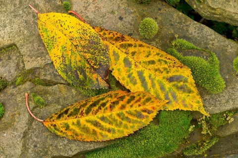 Autumn colors, autumn, autumn leaves