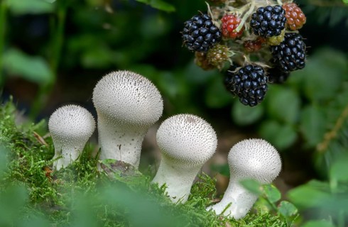 Blackberry, real blackberry, bottle dust, lycoperdone perlatum, rubus fruticosus agg., dust,