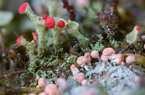 Ascomycota, Baeomyces roseus, beaker lichen, Cladonia spec, Dibaeis baeomyces, lichen, head lichen,
