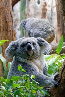 Animal portrait, koala (Phascolarctos cinereus), marsupial, Australian fauna, captive,