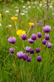 Alliaceae, Allium schoenoprasum var. alvarense, alvar cut leeks, chives, leeks, cut leeks, Sweden,
