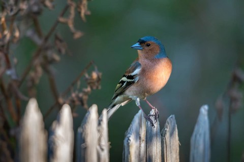 Chaffinch, Fringilla Coelebs, Birds, Garden, Garden Fence, Garden Fence, Male, Passeri, Songbirds,