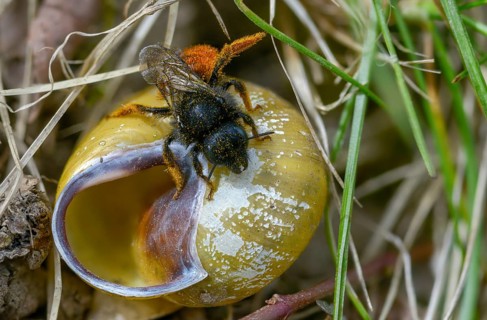 Hymenoptera, osmia bicolor, hymenoptera, snail shell bee, bicolor snail house bee, insects,