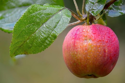 Malus domestica, pyrus malus, rosaceae, rose family, apple tree, flora, cultivated apple, fruit,