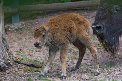 A newborn American Bison (Bos bison bison), Nuremberg Zoo, Middle Franconia, Bavaria, Germany