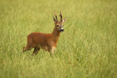 Roe deer (Capreolus capreolus) – a strong roebuck strides across the meadow after a thunderstorm