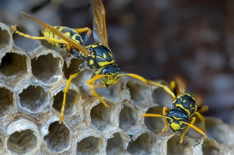 Brighter-colored paper wasp, French field wasp, gallic field wasp, house field wasp, hymenoptera,