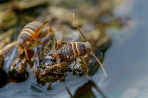 Ant crickets, common ant cricket, myrmecophila acervorum, crickets, grasshoppers, insects, insects